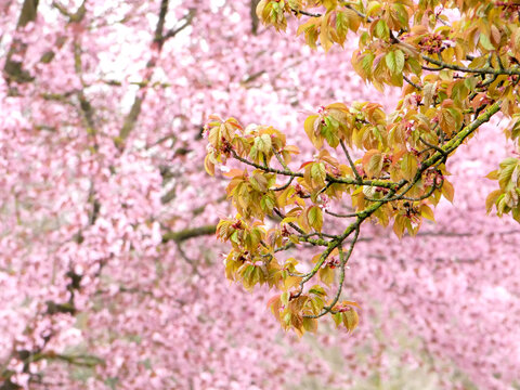thousand pink cherry blossoms on a cherry tree