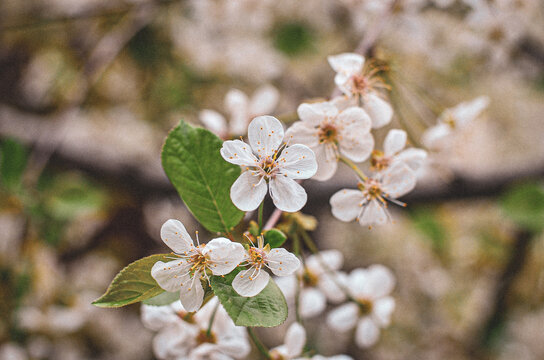 spring cherry blossom, cherry tree branch, white flowers, vintage style photo with large grain