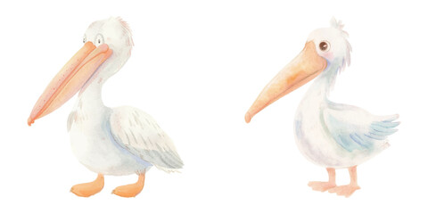 cute pelican watercolour vector illustration