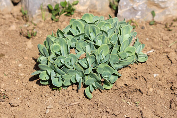 Homegrown Sedum or Stonecrop hardy succulent ground cover perennial green plant with thick...