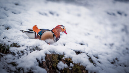 Mandarin duck on snow