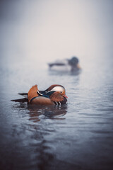 Mandarin duck swimming in river