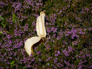 fresh banana peel lying in a purple blooming heather bush