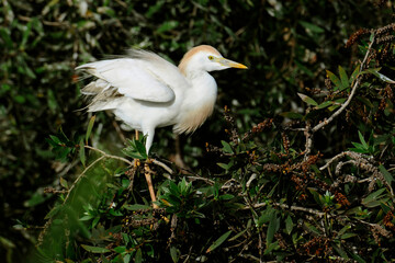Héron garde-bœufs perché dans un arbre