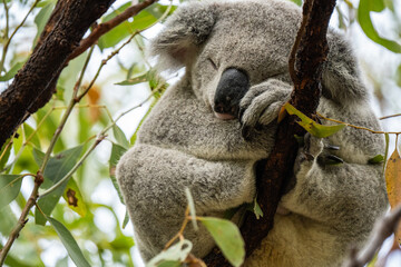 Wild koala on Magnetic Island, Australia (Forts Walk)