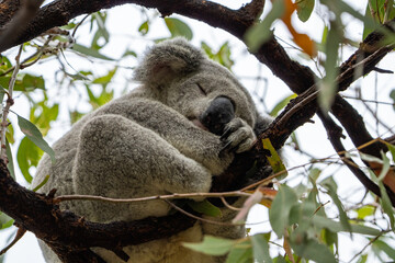 Wild koala on Magnetic Island, Australia (Forts Walk)