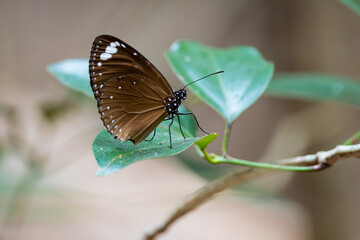 Butterfly on Magnetic Island, Australia (Butterfly Walk)