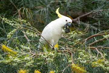 Wild cockatoo on Magnetic Island, Australia