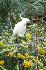 Wild cockatoo on Magnetic Island, Australia