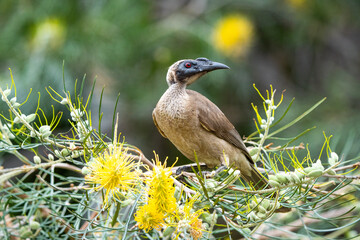 Helmeted friarbird on Magnetic Island, Australia