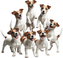 The image features seven cute white and brown Jack Russell Terrier dogs with different postures and expressions. They are set against a transparent background.
