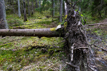 Stockholm, Sweden An overturned spruce tree and roots system in the forest.