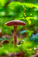 Mushroom on a fall day in Pennsylvania
