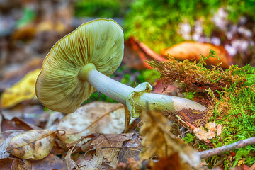 Fototapete bei efototapeten.de bestellen   