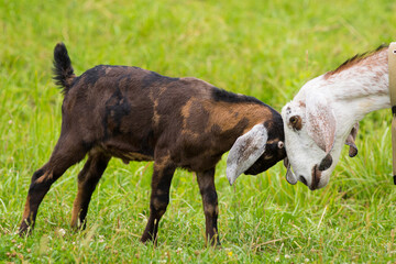 Young goat butting heads with older goat - obrazy, fototapety, plakaty