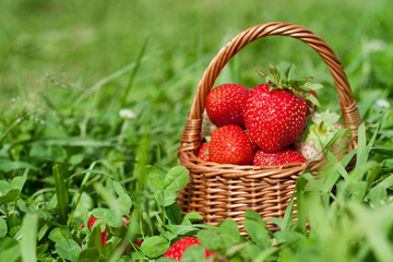 Ripe strawberries in a basket in the grass