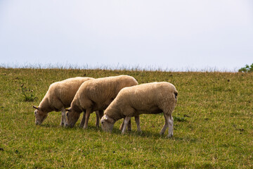 Sheep grazing on a dike on the North Sea near Butjadingen