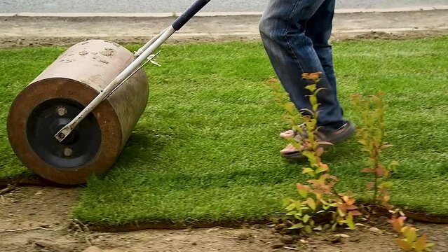 Creating the perfect lawn from rolls of natural grass.