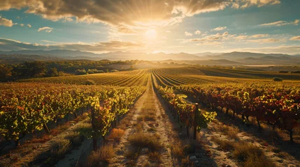 Poster A sprawling sun-drenched vineyard at the peak of harvest showcasing the bounty and beauty of the land. © Finsch