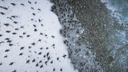 Gentoo Penguin Colony Antarctica Coast Aerial View. Antarctic Bird Group Walk on Snow Covered Ocean Shore Landscape at Brash Ice Water. Arctic Climate Change Concept Top Drone