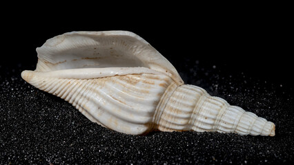 Bathytoma Prodicia shell on a black sand background