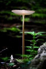 Mushroom on a fall day in Pennsylvania