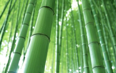 A row of green bamboo trees with the sun shining through the leaves