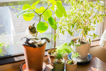 植木鉢に入るサバトラ猫