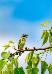 Coppersmith barbet perched atop a tree branch in Guwahati, Assam, India.