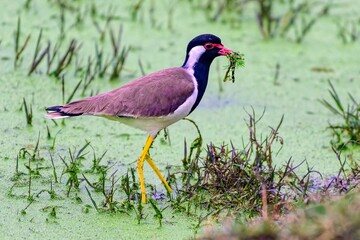 Red-wattled lapwing perched on a swampy area with lush green vegetation.