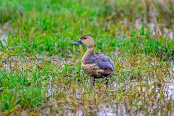 Lesser Whistling Duck standing in a grassy area.