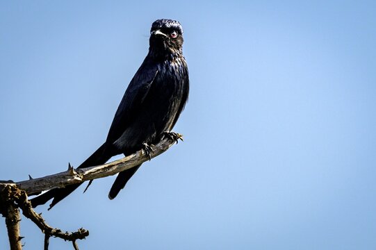 Bronzed drongo perched on a branch.