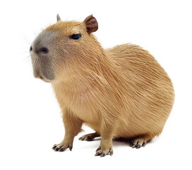 Capybara Isolated on Transparent Background
