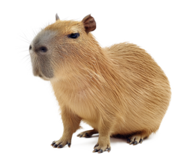 Capybara Isolated on Transparent Background
