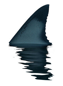 recommend clip art: Shark Fin above Water with Reflection Isolated on Transparent Background
                    
