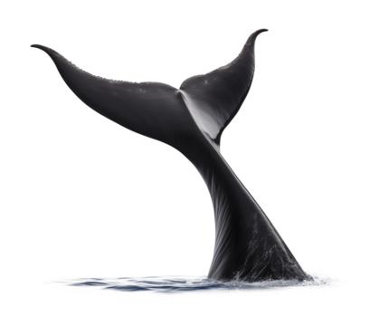 Whale Tail Above Water Isolated on Transparent Background
