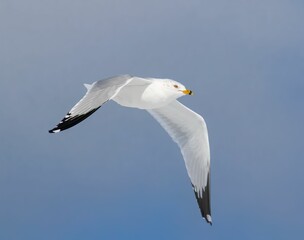 Closeup of a seagull flying in the blue sky
