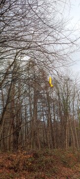 Schlaffer Luftballon als Plastikmüll im Baum