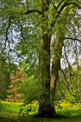 Old Tree in Kassel Wilhelmshoehe