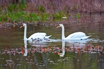 White swans swimming peacefully in a tranquil pond surrounded by lush greenery