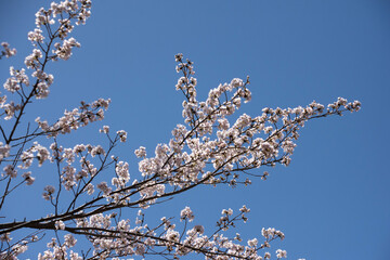桜の枝
