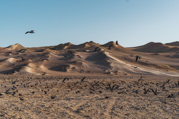 sand dunes at the coast