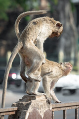 Two Long-tailed macaques named The crab-eating macaque making love for mating at outdoor park