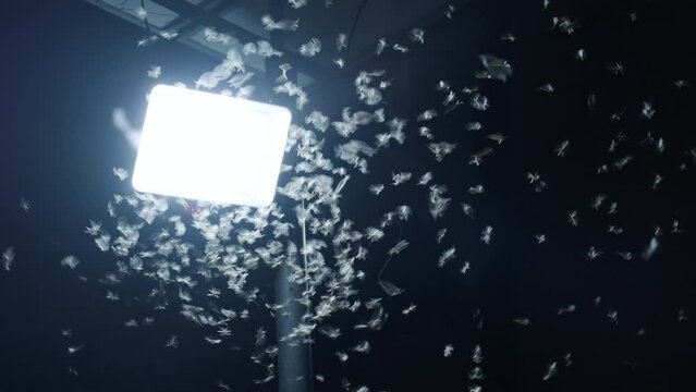 Night moths flying into spotlight on street.
