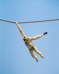 White monkey swinging on a rope on a sunny day © Wirestock