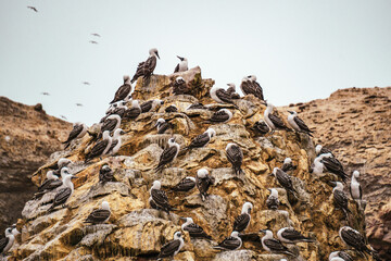 a lot of sea birds at the Peruvian coast