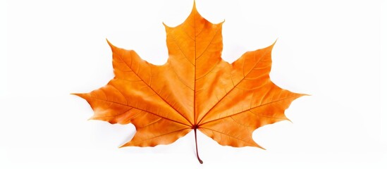 A closeup photograph of a peachcolored maple leaf set against a white background, showcasing the intricate symmetry and detailing of this deciduous flowering plant