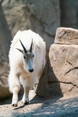 White mountain goat at the zoo