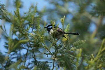 Small blue wren bird perched on the branch of a lush green tree