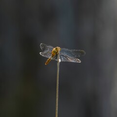 Close up of a dragonfly perched delicately on a twig
